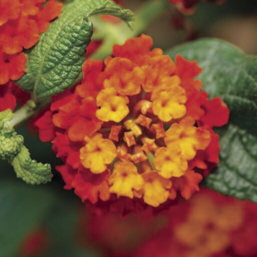Lantana